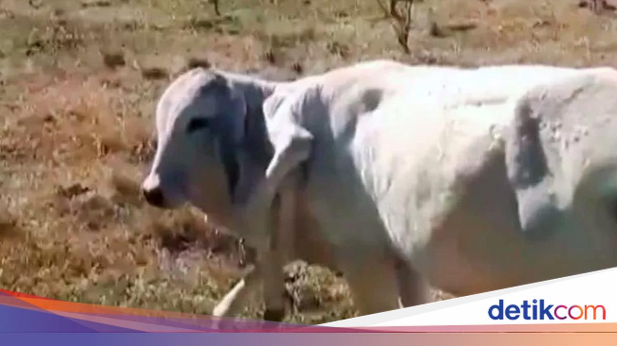 Sapi Aneh yang Bikin Heran Ilmuan