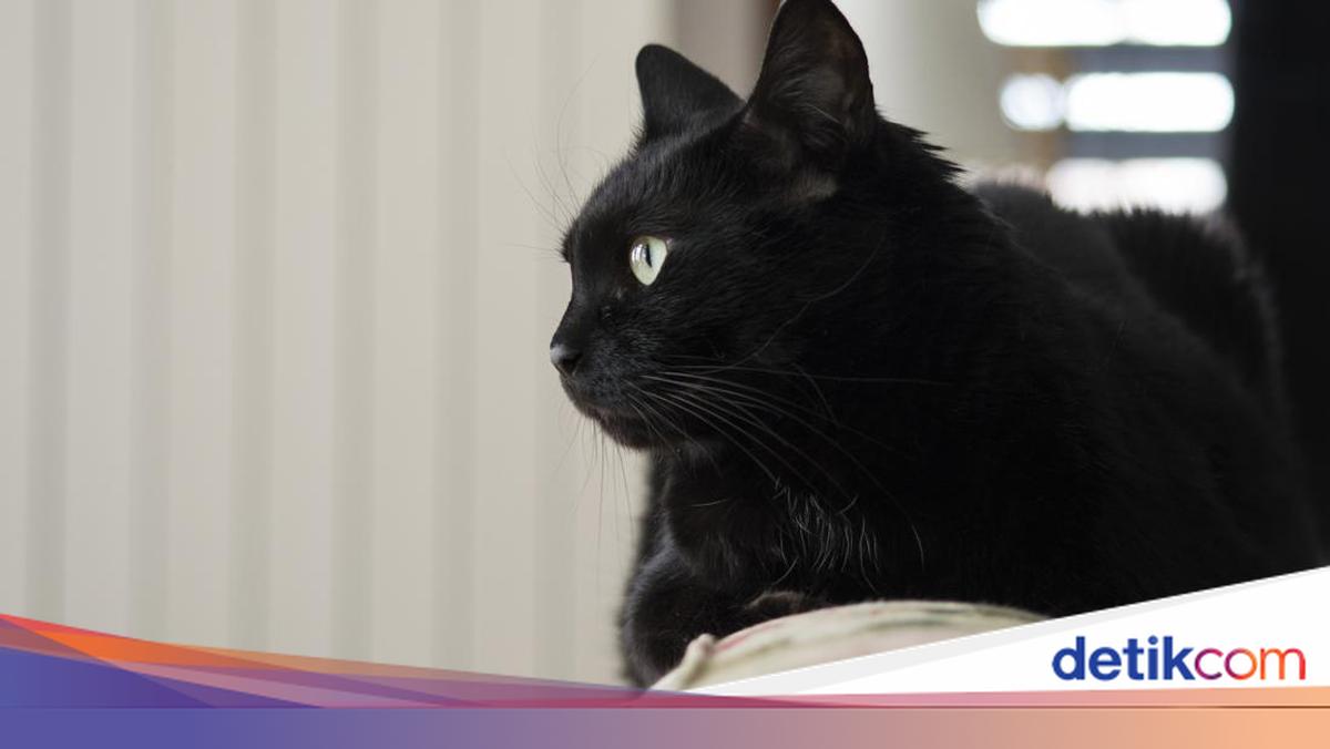 ilustrasi-mitos-kucing-