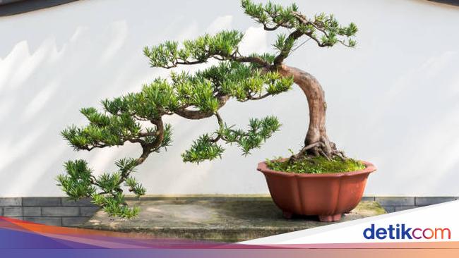 tips memilih dan merawat bonsai indoor untuk pemula