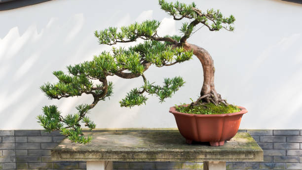 Merawat Bonsai untuk Pemula: Panduan Lengkap untuk Memulai Hobi yang Menenangkan