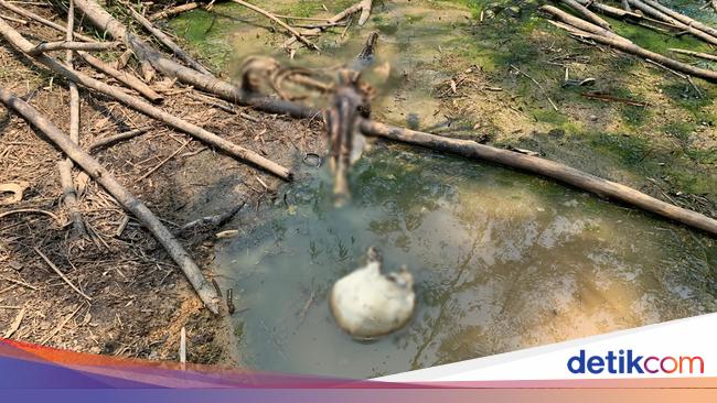 Mysterious Human Skeleton Found in Bogor Forest: Police Reveal Details