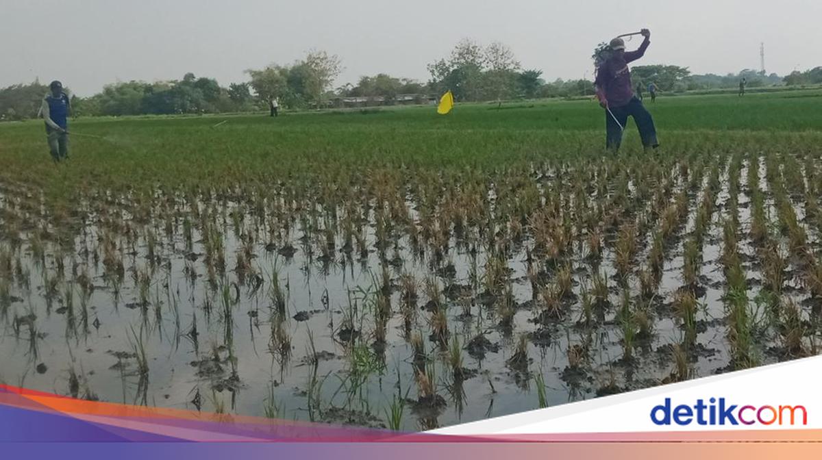 Pengerek Rek Hama Penggerek Batang Serang Padi di Klaten, Kementan Turun Tangan
