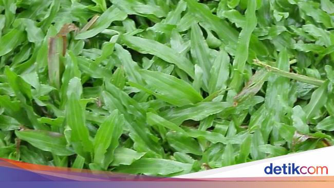 Jenis2 Rumput 7 Tips Merawat Rumput Gajah Mini