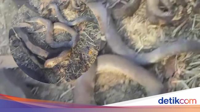 Video of Charred Snake Carcasses Found in Bogor Regency Goes Viral