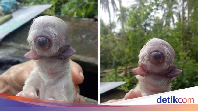 Deretan Foto Aneh Bikin Merinding Ketika Melihatnya