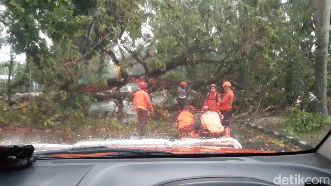 Sejumlah Pohon Tumbang Imbas Hujan Dan Angin Kencang Di Bogor