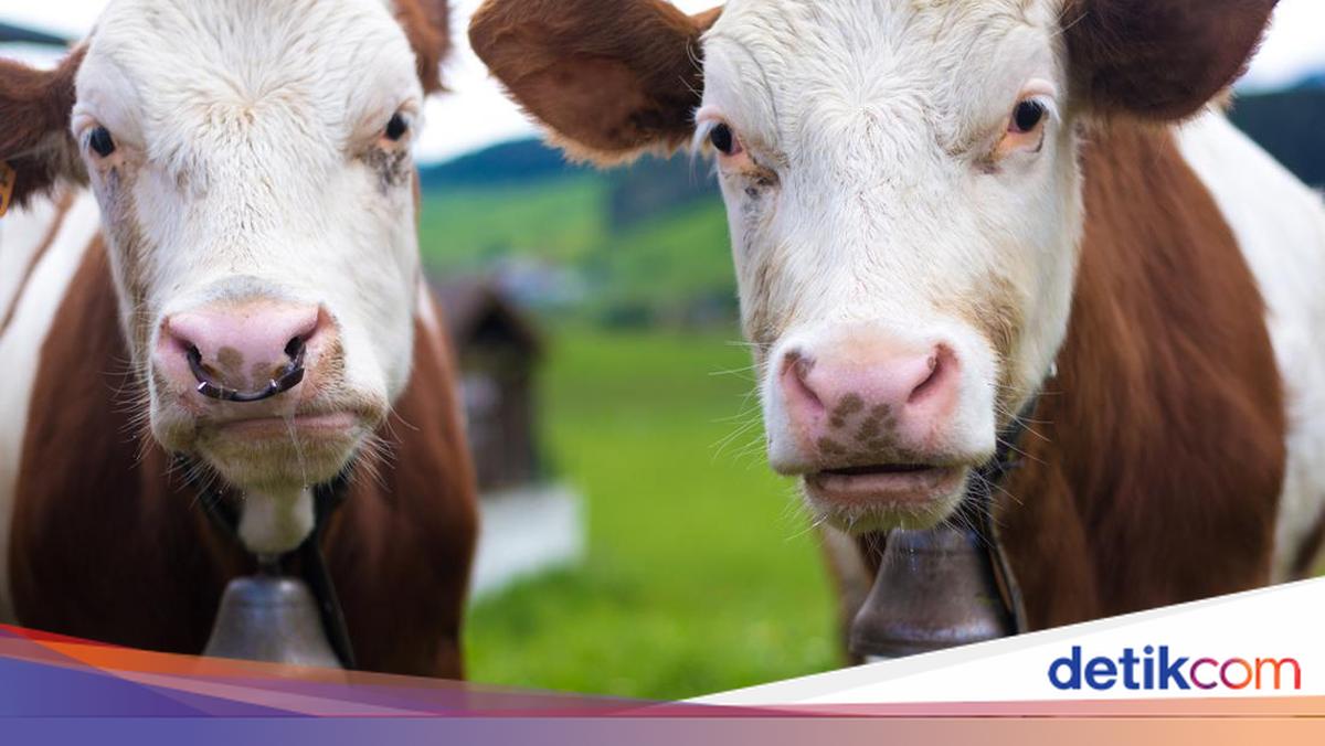 Api Sapi Dilarang Masuk Turki, 3 Ribu Sapi Terombang-ambing 3 Minggu di Lautan