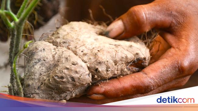 5 Makanan Murah Tapi Bersejarah, Pernah Jadi Bekal Pejuang Kemerdekaan
