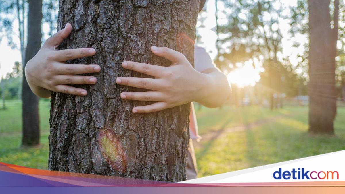 28 November Hari Menanam Pohon Indonesia: Tujuan dan Cara Merayakan