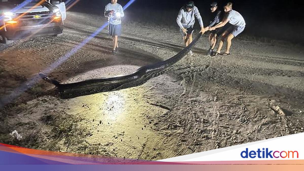 Burmese Python Eradication Impossible, Experts Warn