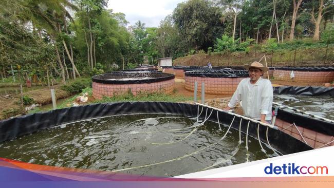 Cuan Manis dari Budi Daya Ikan Nila di Ciamis