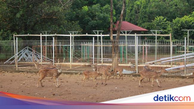 4 Kebun Binatang di Makassar dan Sekitarnya, Cocok untuk Wisata Edukasi