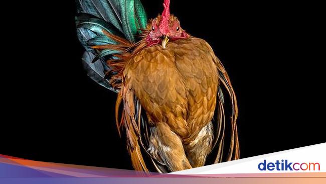 Begini Jika Si Ayam Bergaya Foto Bak Model, Keren Juga