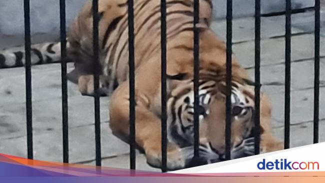 Fatal Tiger Attack on Household Assistant in Samarinda: Employer Named as Suspect