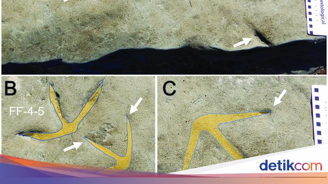 Ancient Bird Footprints Discovered in Australia During COVID-19 Pandemic