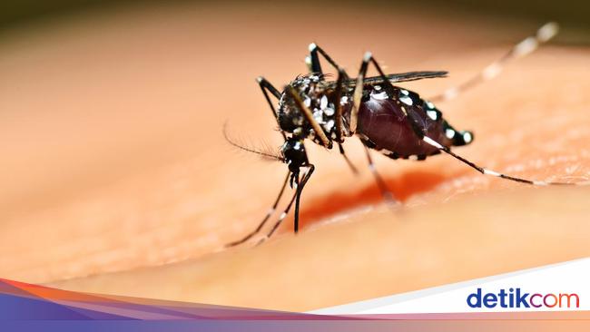 Cegah DBD, Singapura Sebar Nyamuk Berwolbachia di Nyaris 50 Persen Populasi