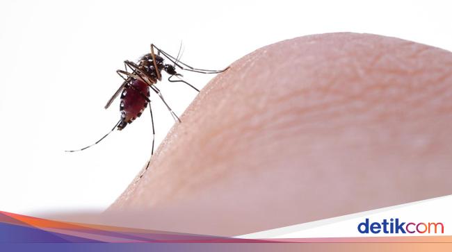 The Impact of Wolbachia Mosquitoes on Dengue Fever – Indonesian Ministry of Health Spread Wolbachia Mosquitoes in Five Cities