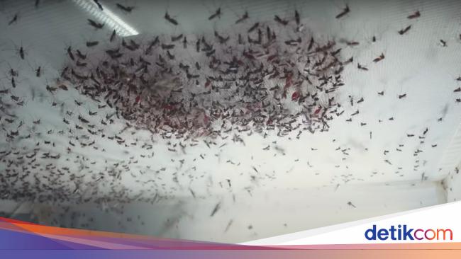 Wolbachia Mosquito Solution for Dengue Fever Control: Expert Insights from Airlangga University