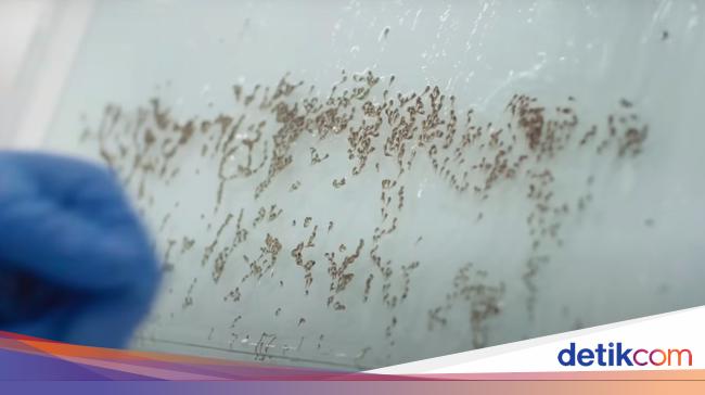 DHFの症例が急増、バンドンのボルバキア蚊プログラムはどうなっているのか？