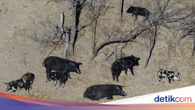 The Threat of Feral Pigs: How Canada and the US are Fighting Back