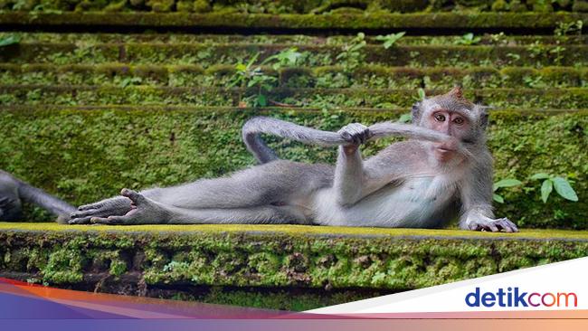 Bikin Ngakak! Tingkah Konyol Hewan di Comedy Wildlife Photography 2023