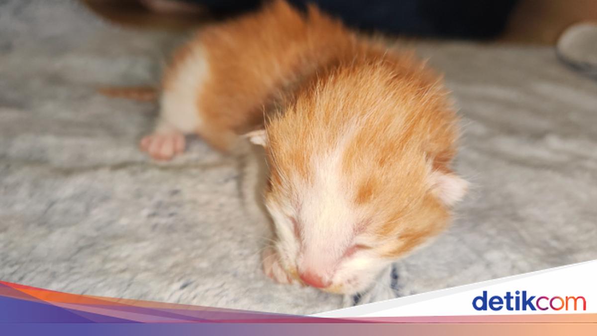Kucing Gen China Berhasil Kloning Kucing Oyen dengan Bahan-bahan Lokal