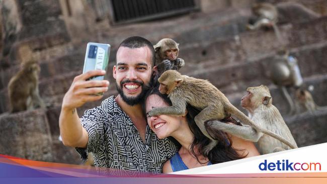 Kampung Monyet Thailand Sterilisasi 1.600 Monyet, Jalanan Kembali Tenang