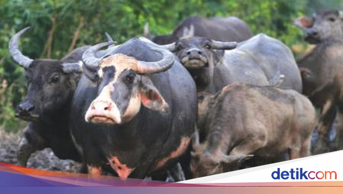 Kerbau Rawa Pampangan, Hewan Bertanduk dari Sumsel yang Hampir Punah