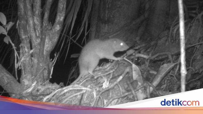 Vangunu Giant Rat: Elusive Rodents of Solomon Islands Captured on Camera