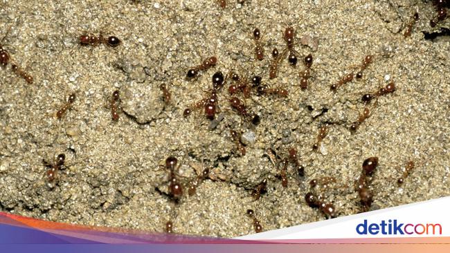 Semut Api Besar Teror Mengerikan Koloni Semut Api Ganas di Santa Barbara