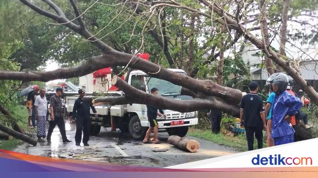 Angin Kencang Terjang Lamongan Pohon Tumbang Dan Puluhan Rumah Rusak