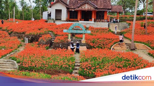 Persembahan Alam, Bunga Cantik di Gunung Kidul Penuh Warna-warni untuk Wisatawan Akhir Tahun