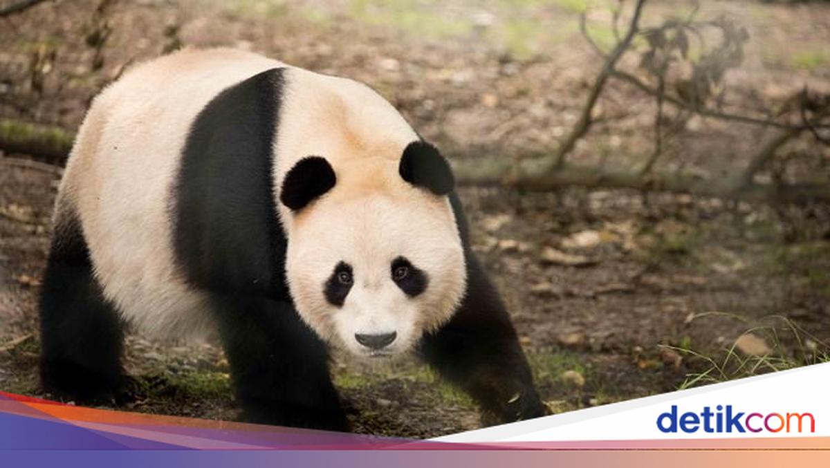 Panda Raya Satu-satunya Pasangan Panda di Inggris Raya Dipulangkan ke China