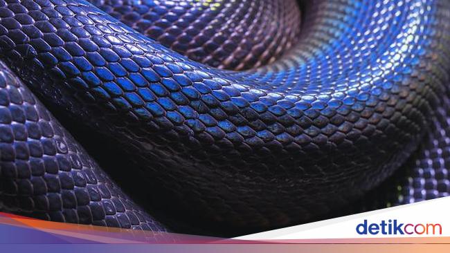 Kisah Ular Falak Menurut Islam dalam Dongeng Arab 1001 Malam