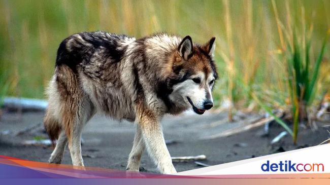 Bayi Tewas Diserang Serigala Hibrida