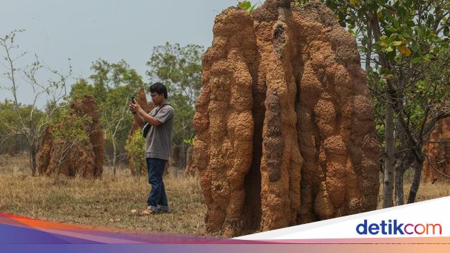 Menakjubkan, Sarang Rayap Raksasa di Taman Wisata 1.000 Musamus