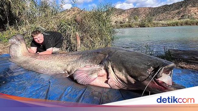 人間ほどの大きさのナマズが米国とカナダの川に現れる