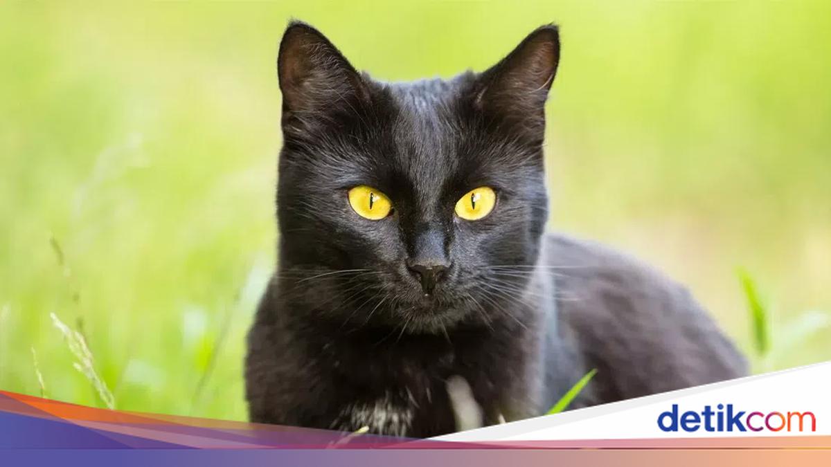 Kucing Bombay Punya Bentuk Mirip Panther, Ini Ciri Khasnya