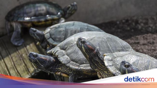 Punya Tiga Telinga hingga Bernapas Melalui Dubur, Ini 8 Fakta Menarik ...