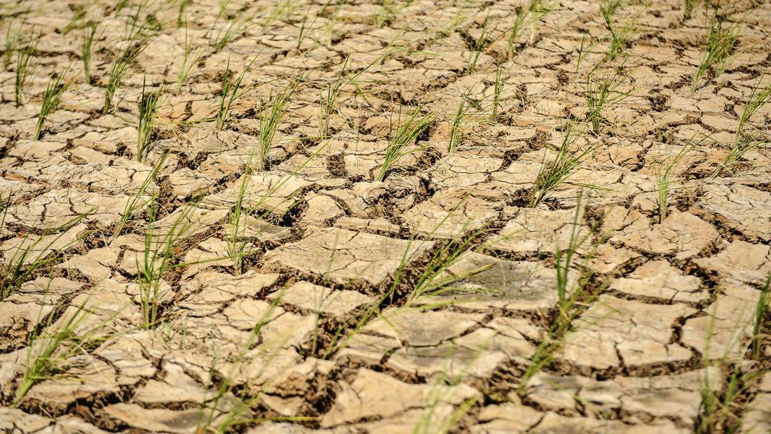 Potret 20 Hektare Sawah Di Lebak Kekeringan Sampai Tanahnya Retak