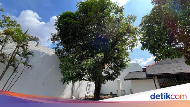 5 Fakta Pohon Mangga Langka Berusia Ratusan Tahun di Keraton Jogja