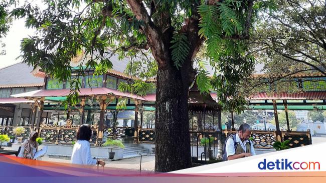 Ada Pohon Mangga Ratusan Tahun di Keraton Jogja, Konon Koleksi HB I