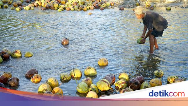 Kelapa RI Punya Potensi Besar, Bisa Jadi Susu hingga Biofuel
