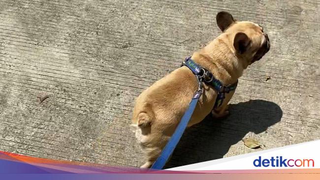 French Bulldog Chloe Found Dead in Tangerang Restaurant: Allegations of Slaughter