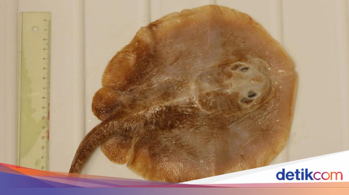 Ikan Pari Jawa Resmi Punah Akibat Ulah Manusia