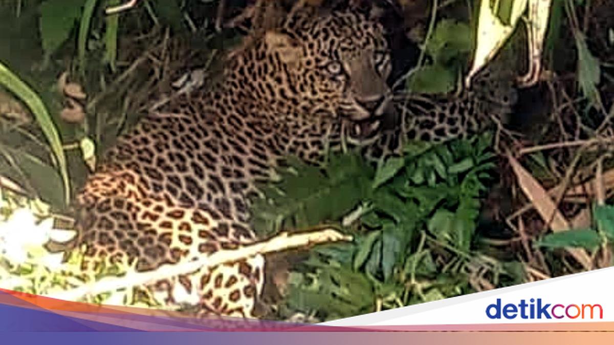 Macan Tutul Lepas di Lembang Park & Zoo, Ini Tips Jika Bertemu Satwa Buas