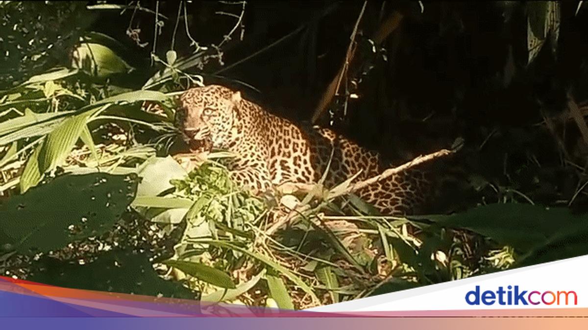 Macan Tutul Teror Gunung Sawal, Warga Ciamis Dibuat Gelisah