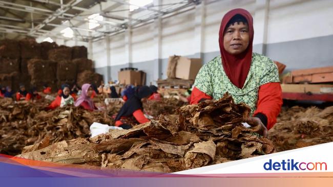 Kemasan Polos Persulit Konsumen Bedakan Rokok Legal dan Ilegal