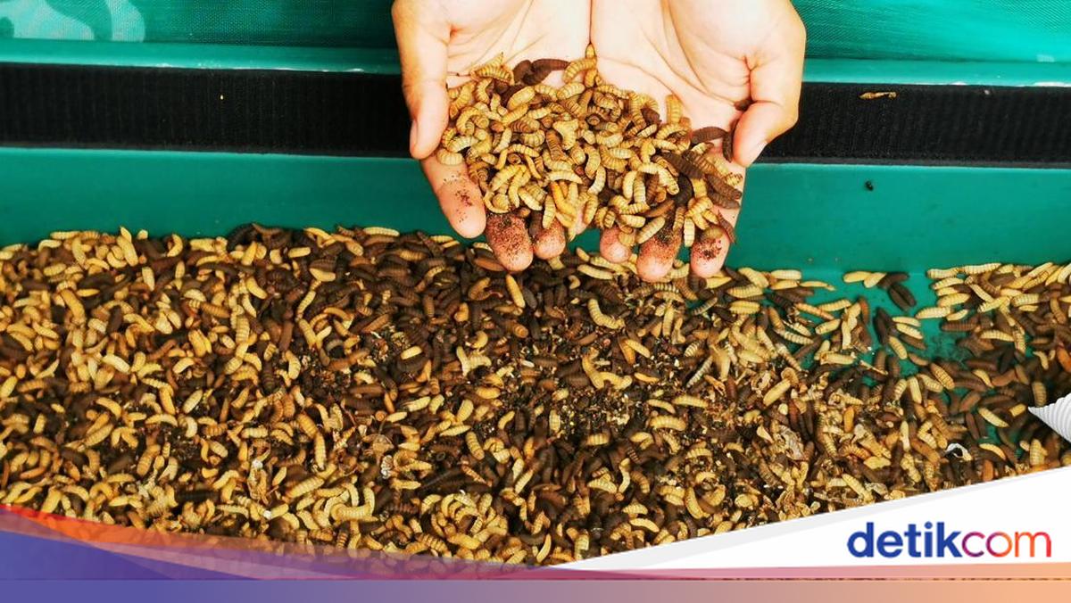 Ragam Produk Turunan Larva Maggot Pencetak Cuan Puluhan Juta