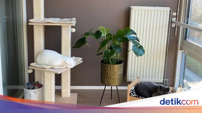 6 Inspirasi Ruangan untuk Kucing di Rumah